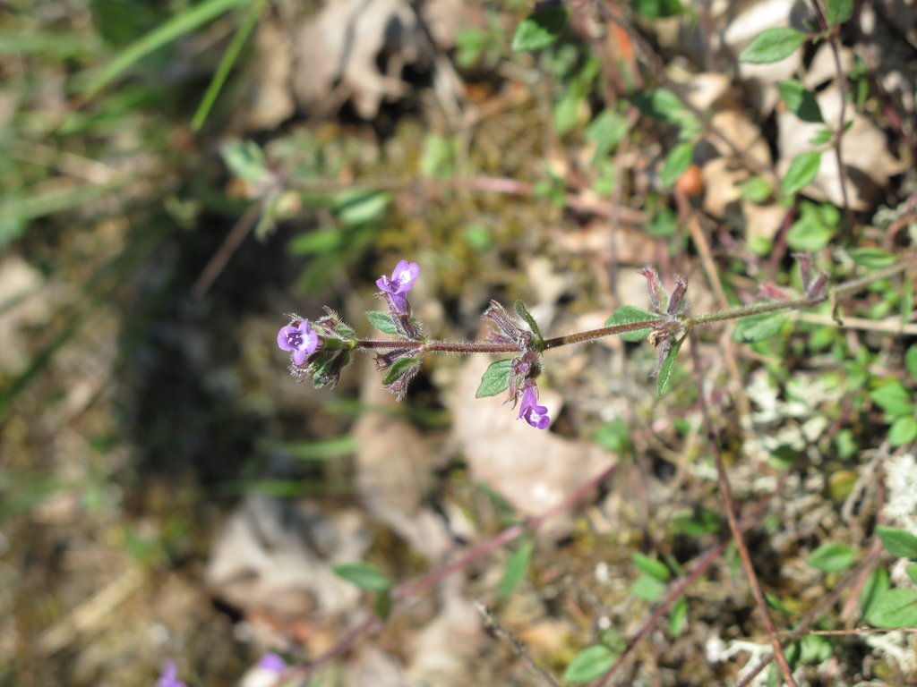 Acinos arvensis